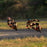 INMOTION P6 official product and riding image 6