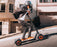 INMOTION Climber official image 9